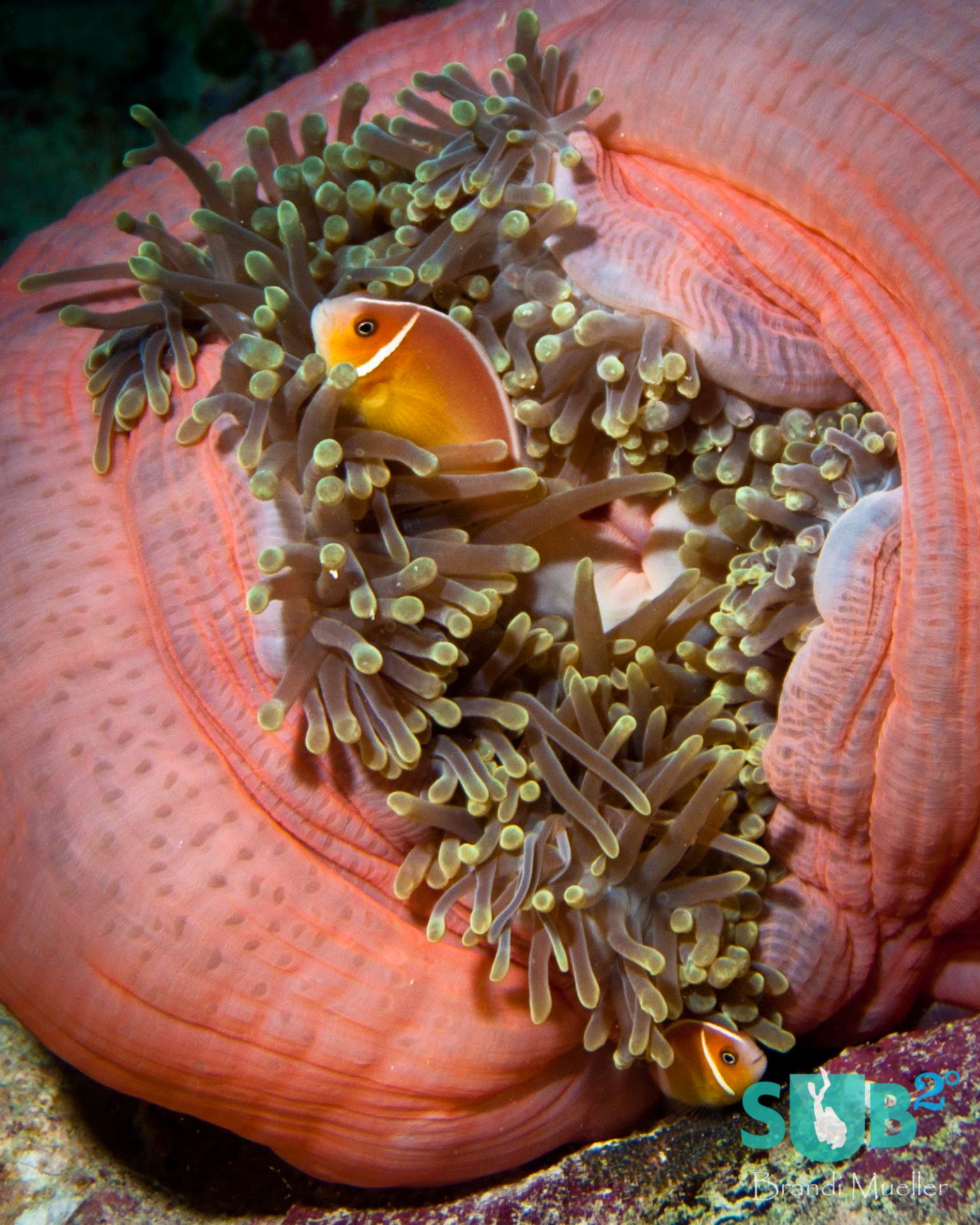 Palau的礁石充满了像This Pink的美丽的多色海葵。