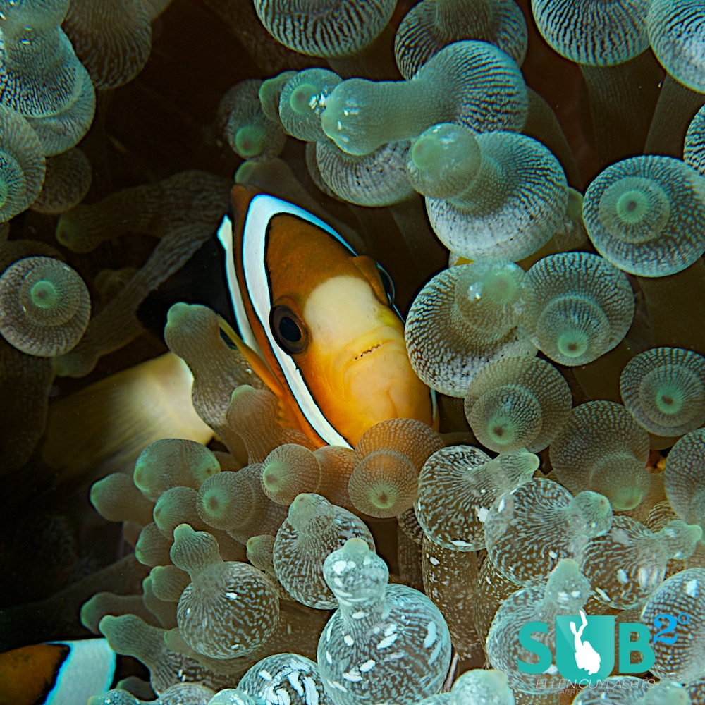 Anemone fish pop out some feet above their hosts and divers can spot them from far. As soon as you approach them, they start swirling through the anemone tentacles.