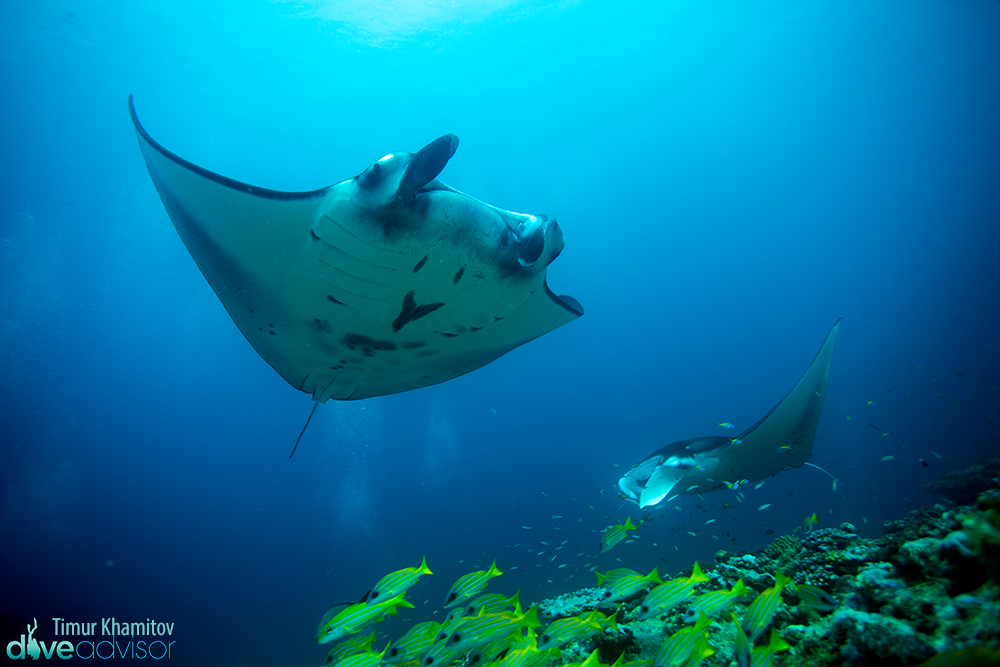 Lovely interaction with manta rays.
