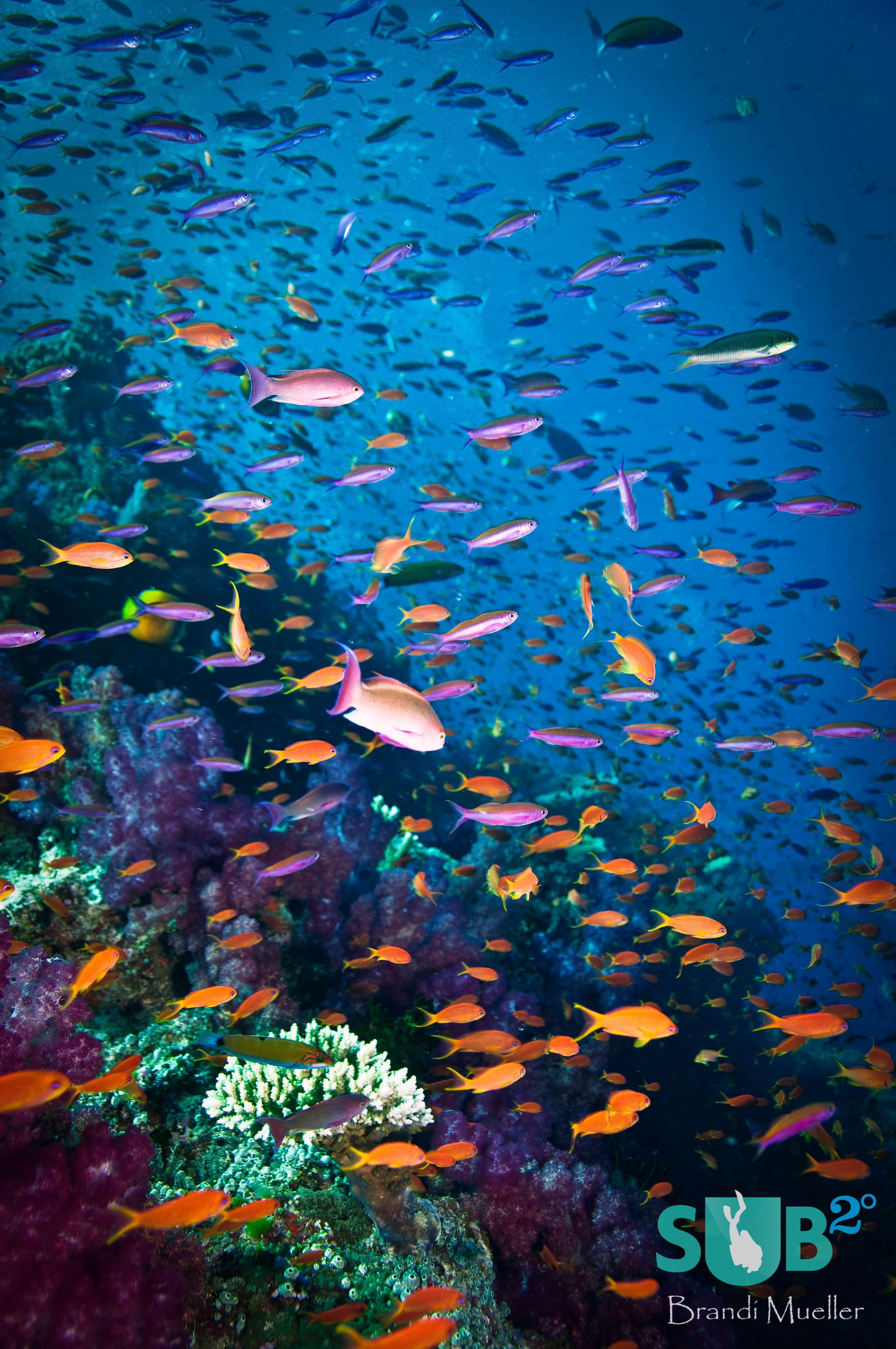 橙色，粉红色，紫色和黄色的Anthias在礁石上飞舞，就像蜂巢上嗡嗡作响的蜜蜂一样。
