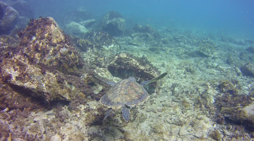 Discover scuba with Turtle Tenerife