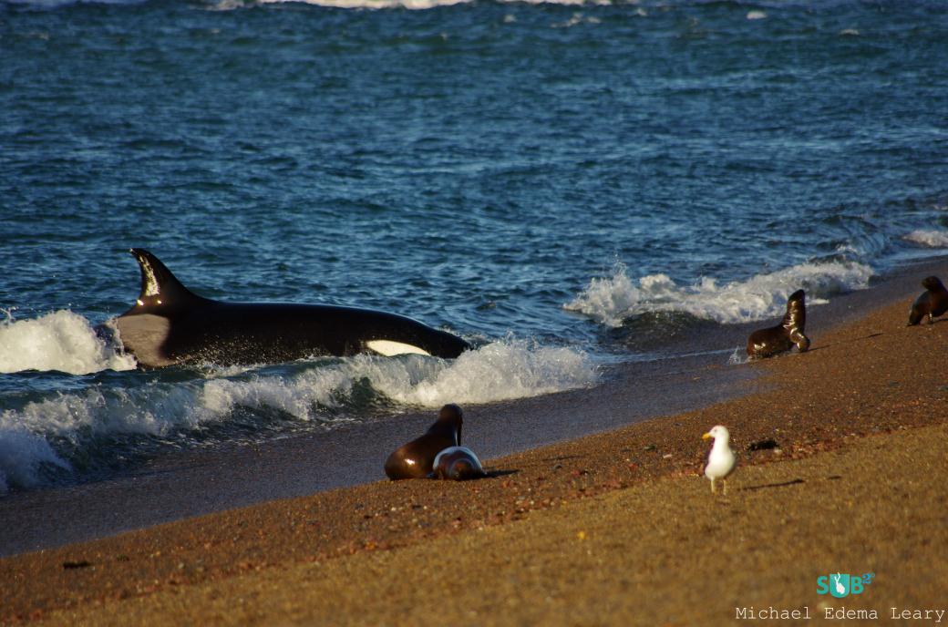 抢滩虎鲸(Orcinus逆戟鲸)试图捕捉一只海豹。