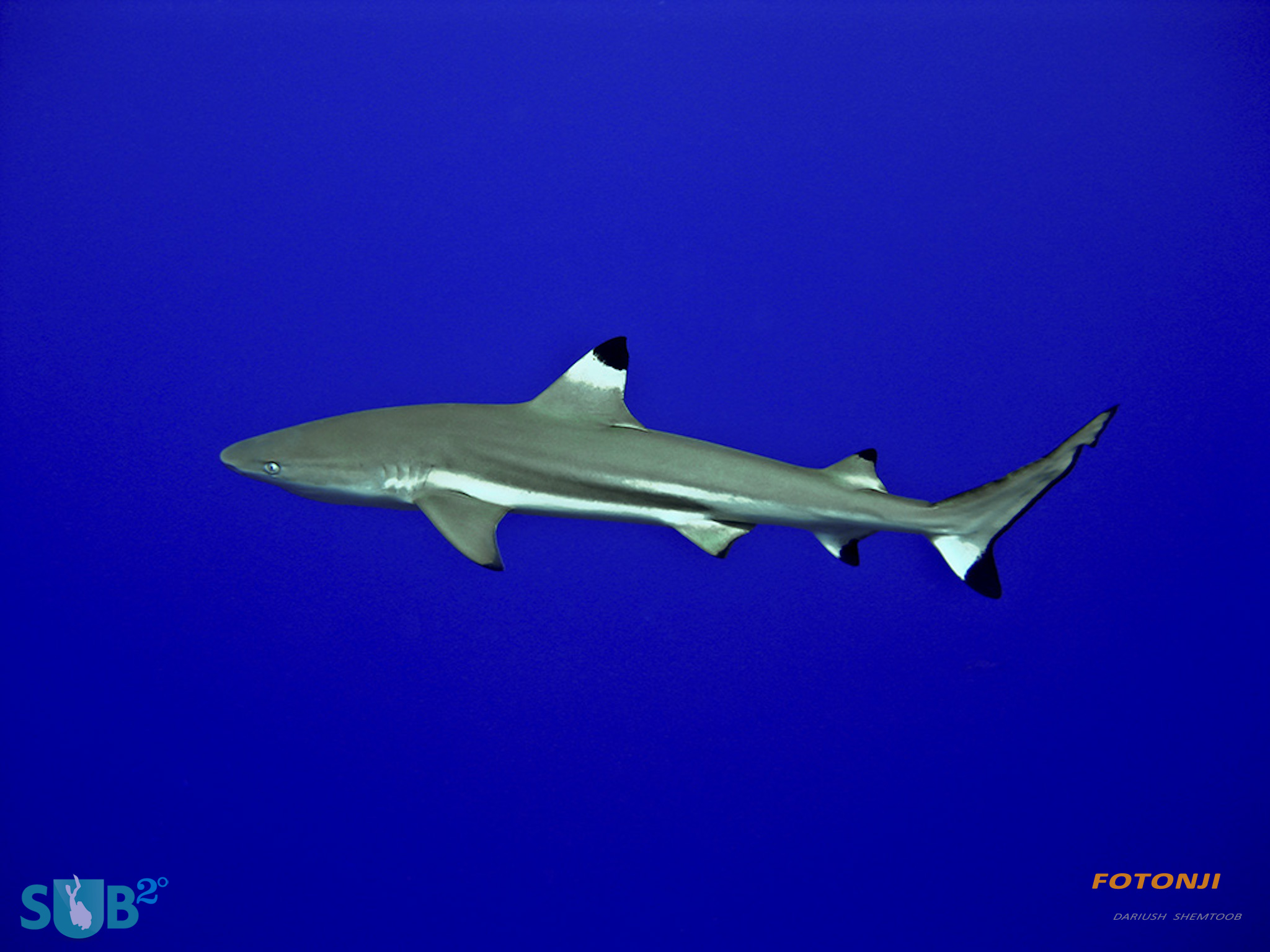 在Yap的水晶透明水中与黑色尖端鲨鱼相遇，揭示了这些鱼在潜水员存在下如何胆怯1zplay