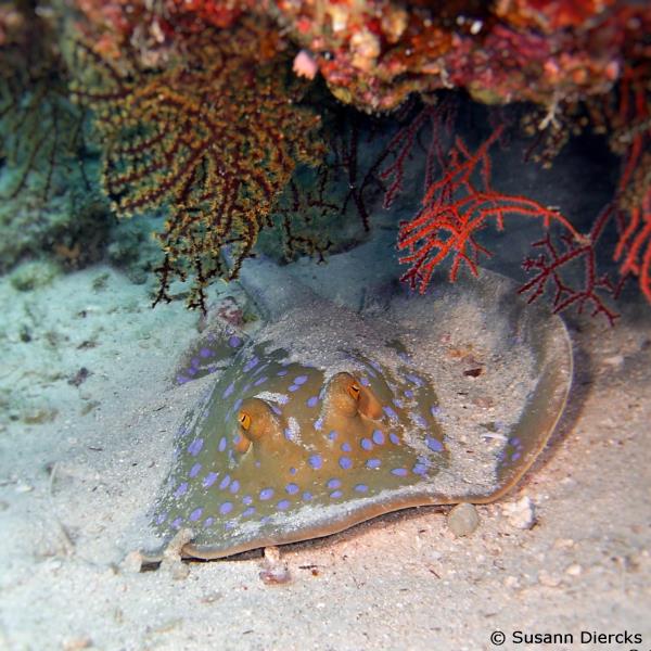 Bluedotted ribbontail ray
