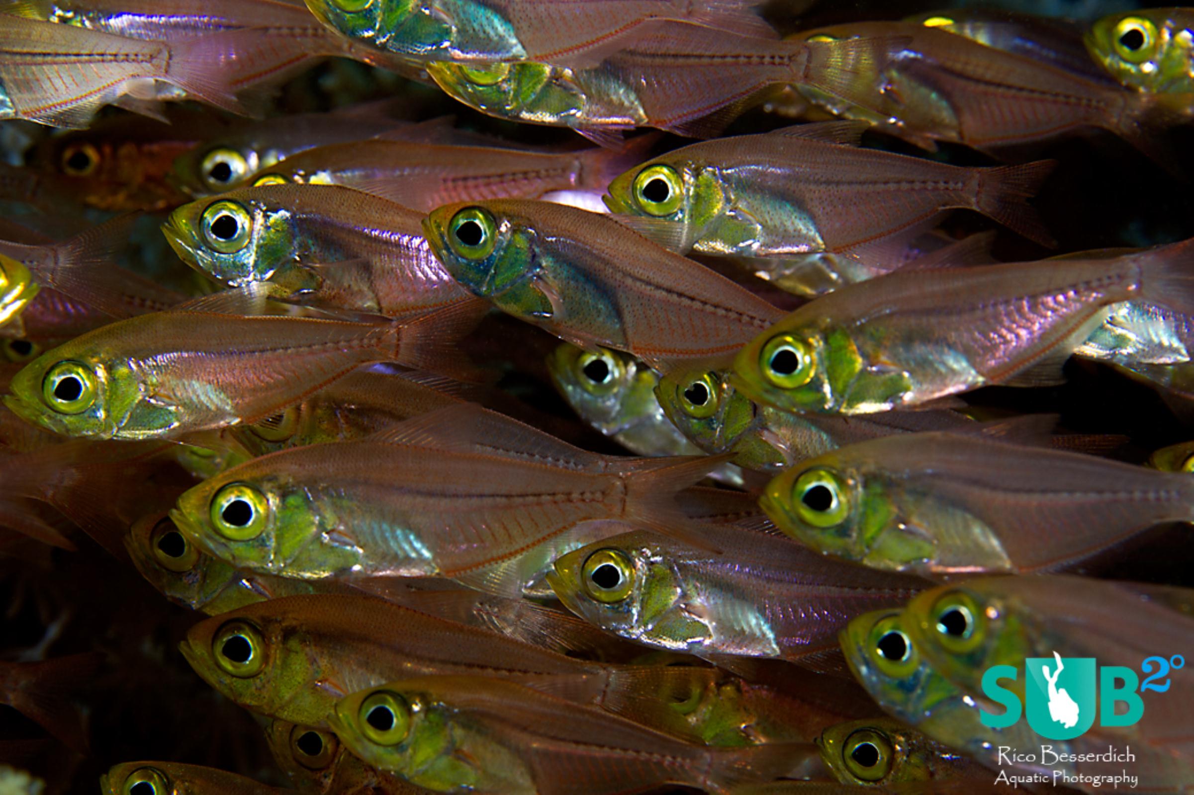 Not that glassfishes are boring from a distance but a close approach comes with interesting results