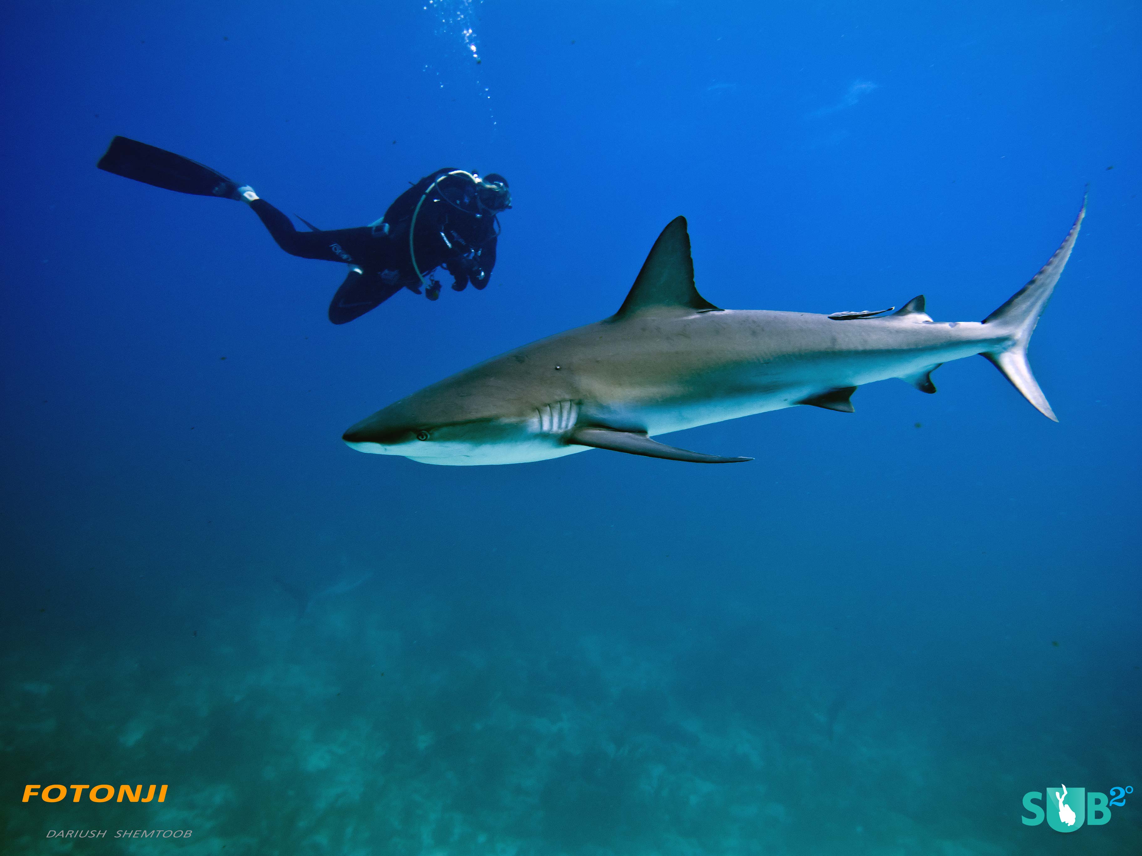 习惯了潜水员的存在，礁鲨围在1zplay周围，等待进食开始。