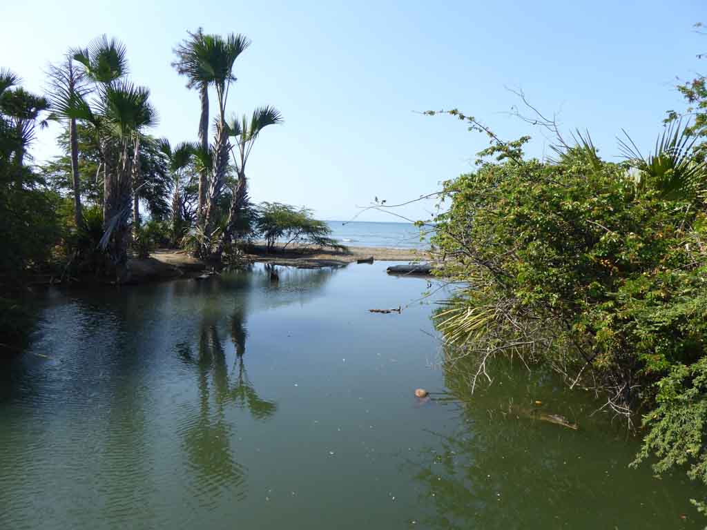 帝汶海岸和鳄鱼（在灌木丛下方的右侧）