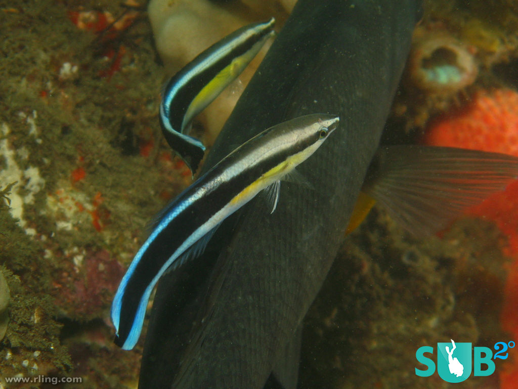 Common Cleanerfish (Labroides dimidiatus) is also known as the 'Bluestreak' cleaner wrasse, referring to the bright electric blue lines on top and bottom of its rear half.