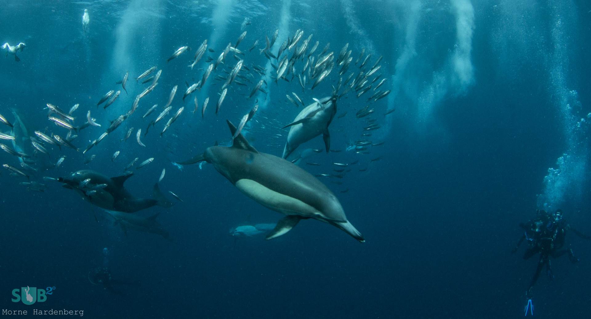 The common dolphin is the name given to two species of dolphin, making up the genus Delphinus, even though the short-beaked common dolphin has a larger range than its long-beaked counterpart.