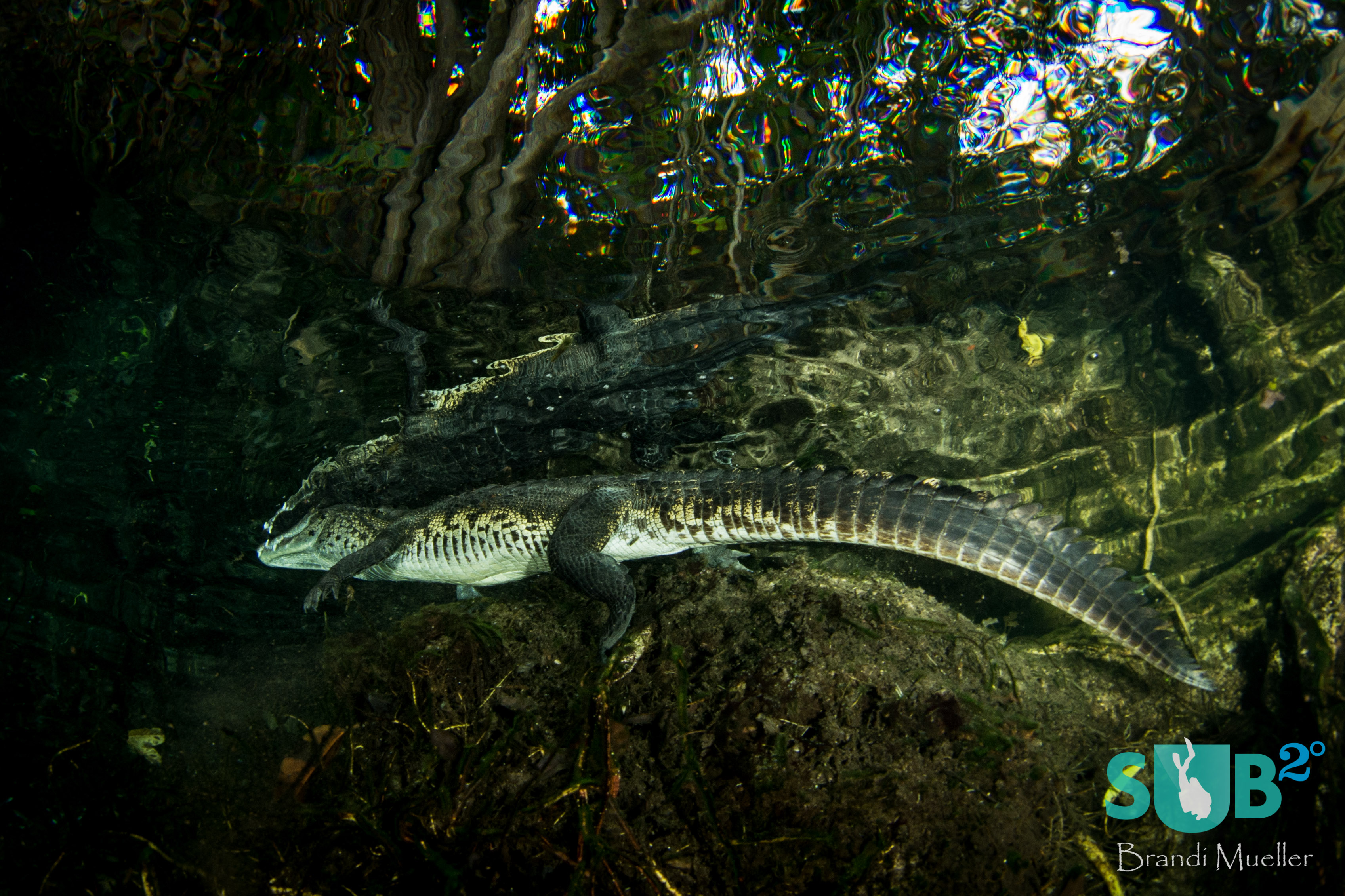 Divers slowly approach the resident crocodile at Aktun Ha Cenote (also known as Car Wash).