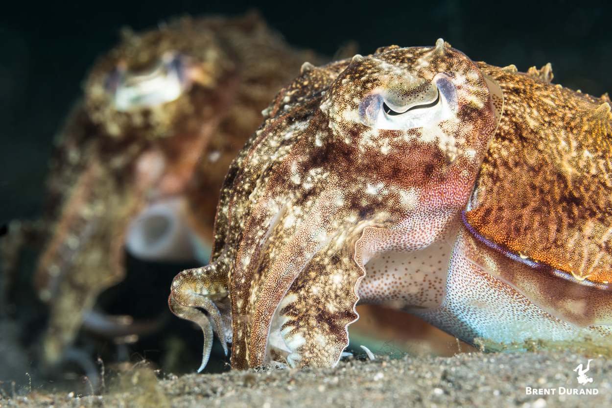 A pair of cuttlefish lay calmly on the sand as I slowly approach, fire a couple frames and just as calmly swim back away.