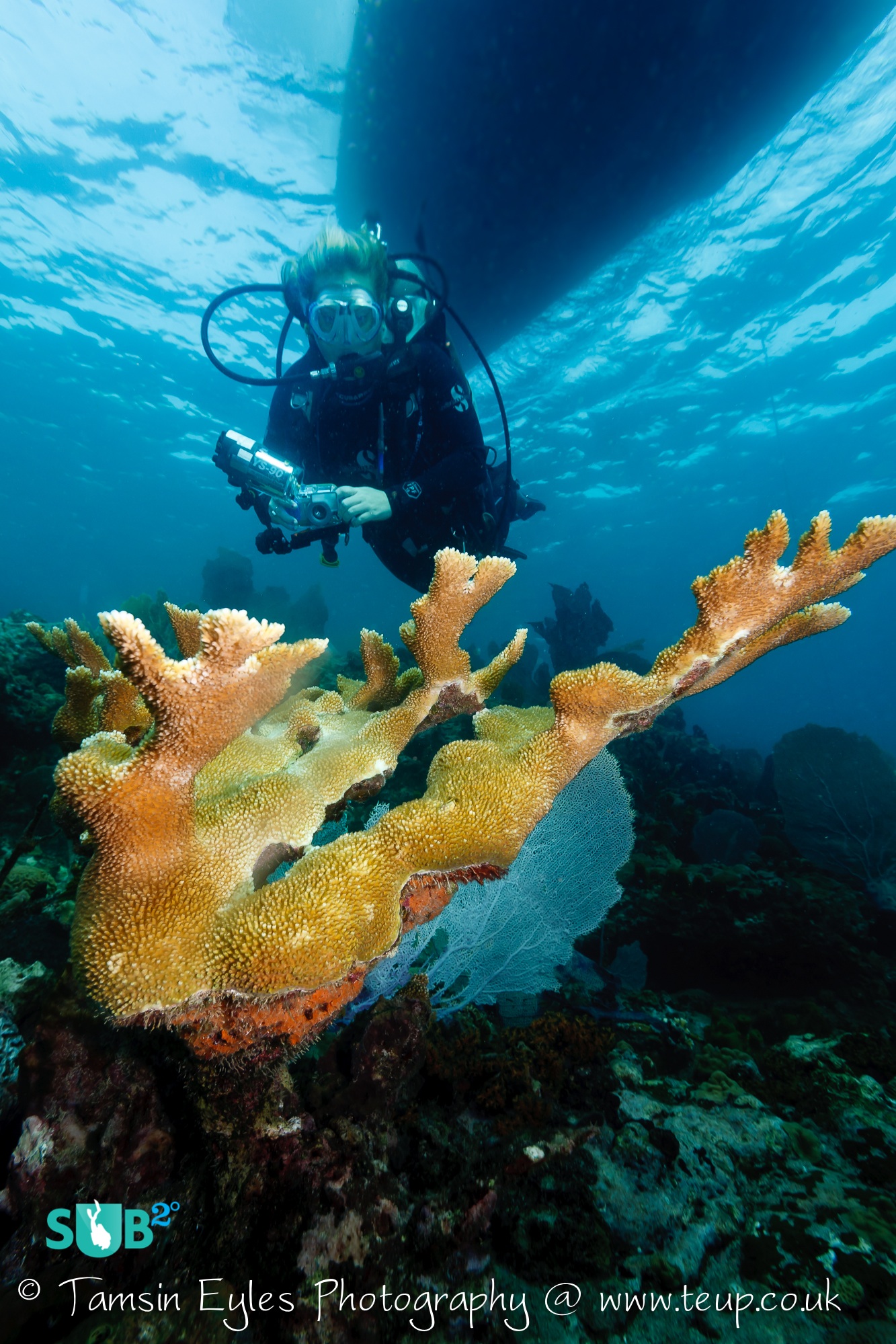 1zplay潜水员在Bequia中的许多礁石上找到了埃尔克霍恩的珊瑚地层。照片由Tamsin Eyles提供。