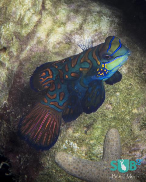 Female Mandarinfish
