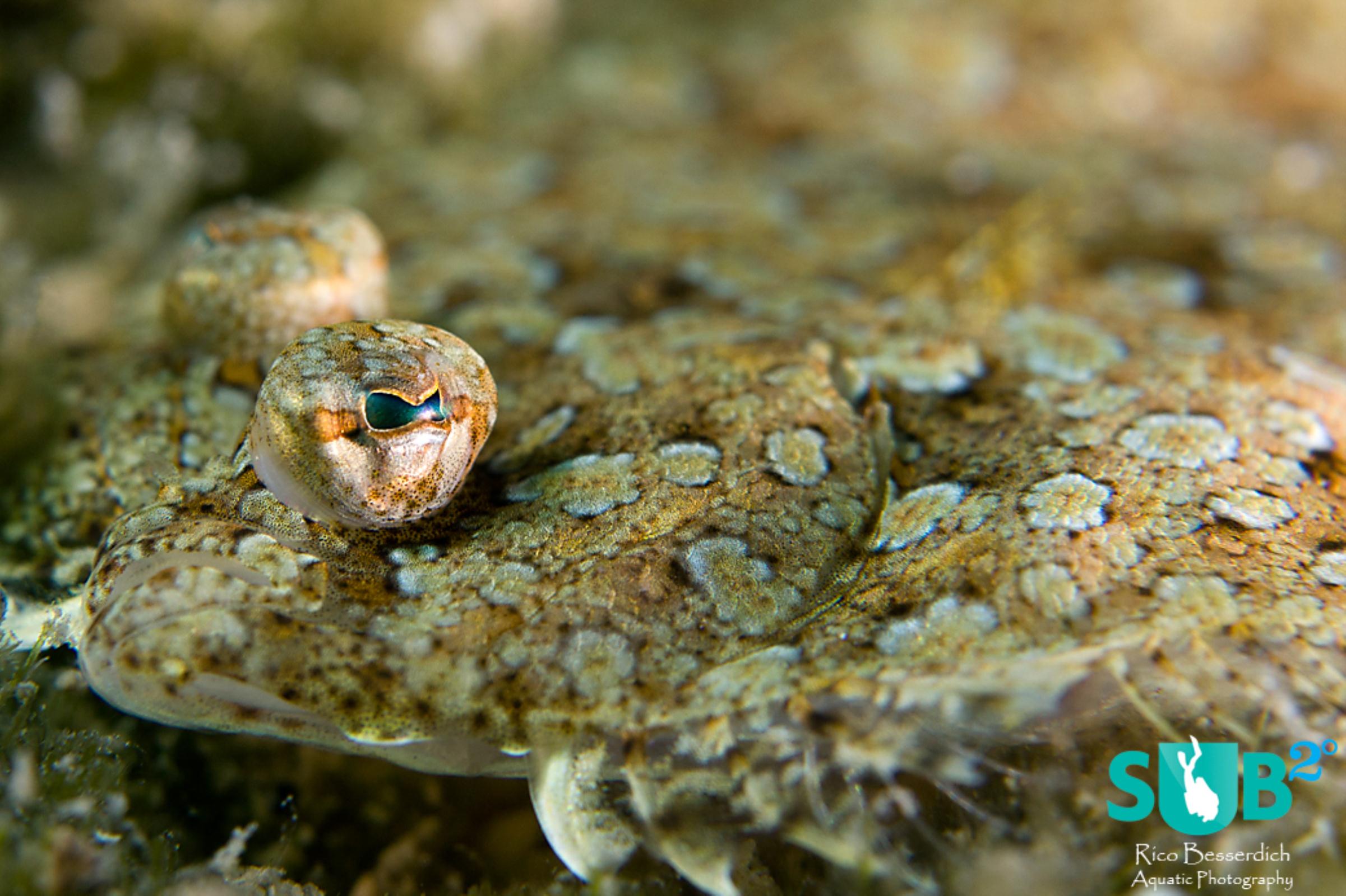 Marine animals that trust their own camouflage are ( once we've spot them ) easy to approach.