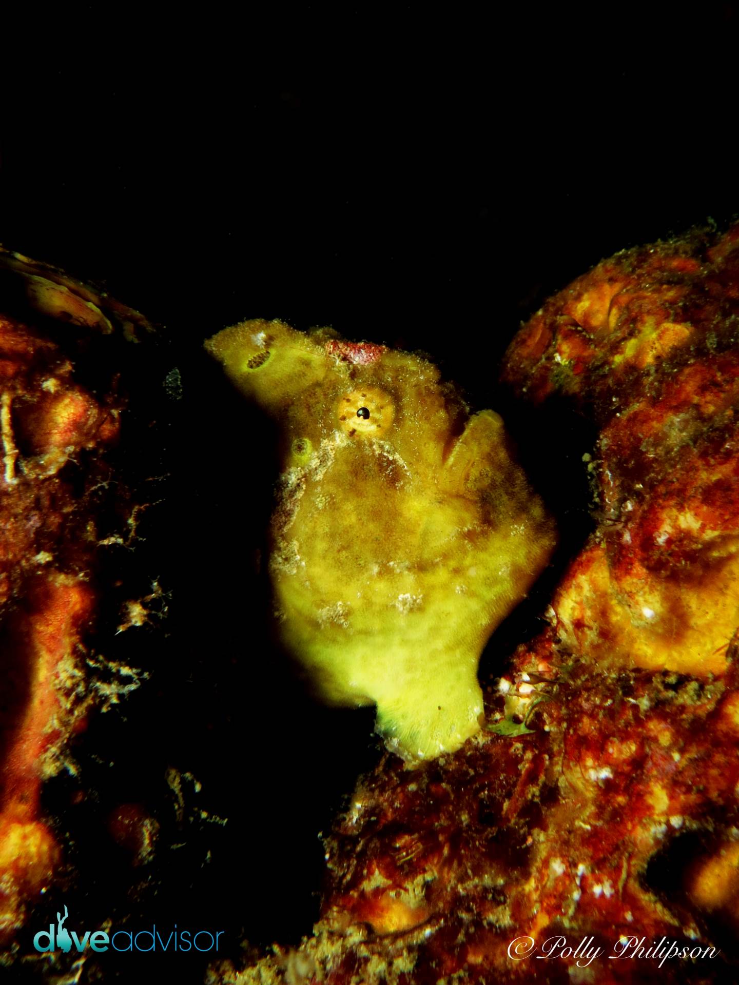 Longlure frogfish use the yellow sponges growing on wrecks as camouflage. This tiny frogfish was hard to spot on the massive shipwreck of the Bianca C.
