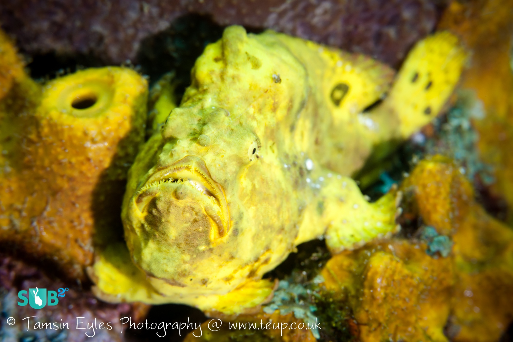 这种鲜黄色的青蛙被黄色管海绵大量掩盖。确保您慢慢游泳，让自己有足够的时间发现它们！照片由Tamsin Eyles提供。