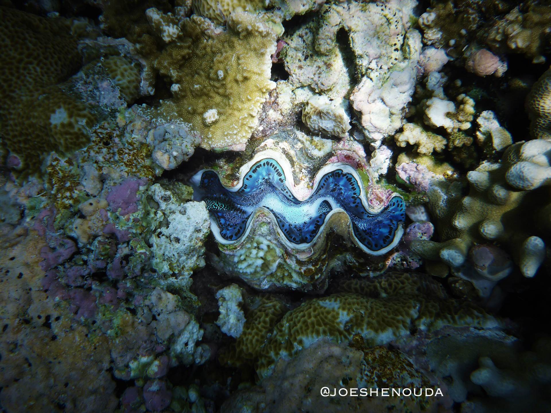 Palau  is home to 8️⃣ of the  known species of giant clams  , making it one of the epicenters of giant clam diversity in the world  .