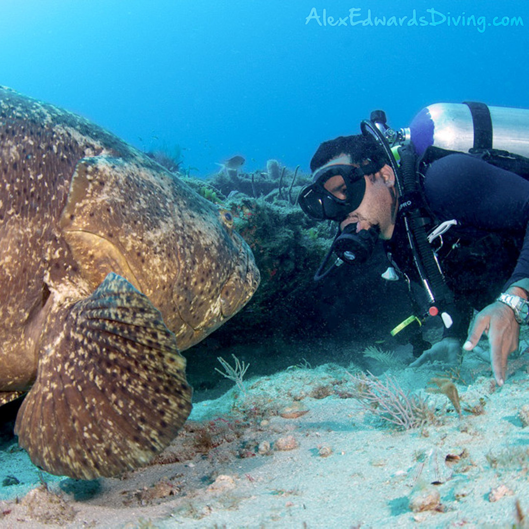 Grouper and Alex Edwards at Shark Canyon in Palm Beach county. Photo by Dennis Whitestone
