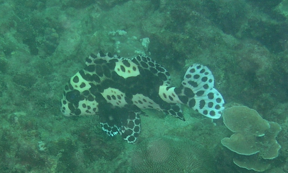 This Harlequin Sweetlips was transitioning from a juvenile to an adult. I would say its size was six to eight inches.