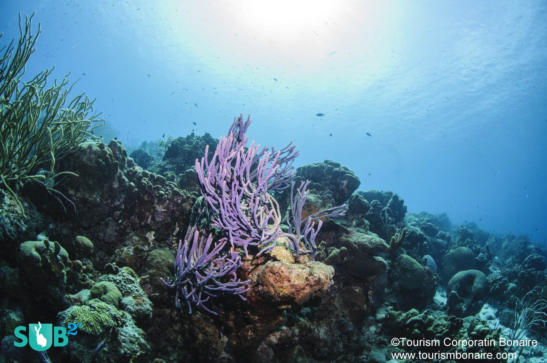 紫色绳子海绵摇曳在柔和的当前,珊瑚礁鱼轻快地在珊瑚衬底。在博内尔岛潜水壮观;1zplay潜水员常常回到岛上,一次又一次,体验景点。