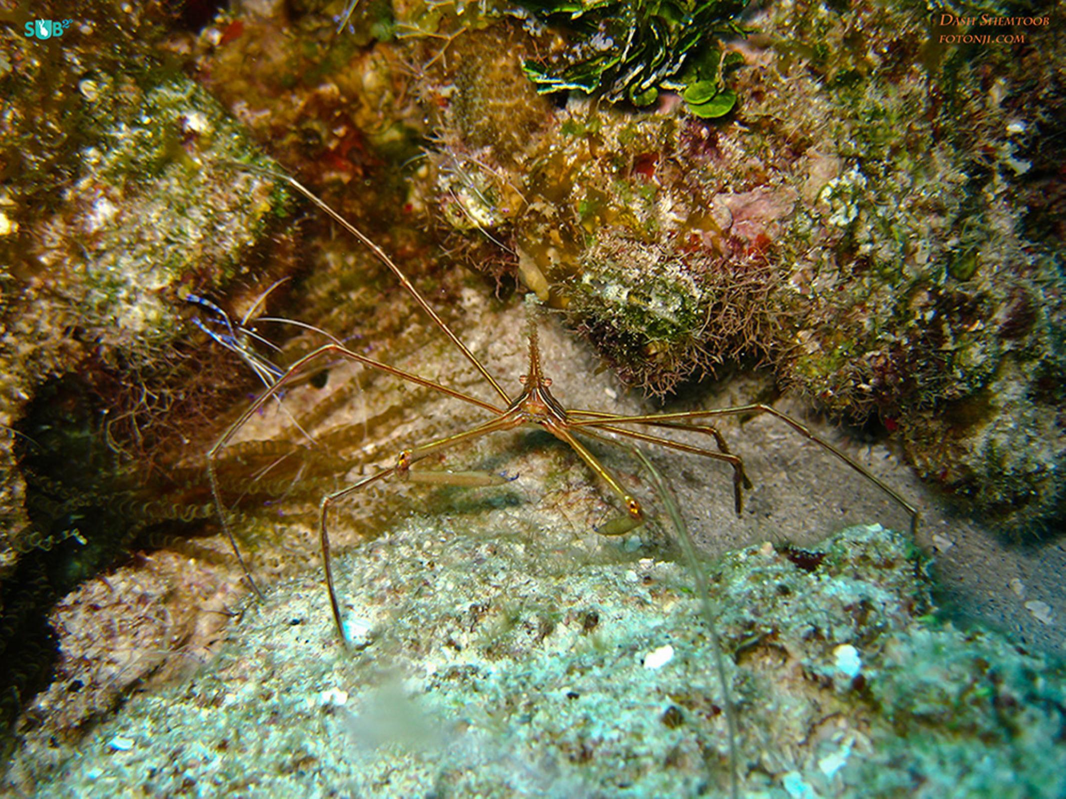 箭头蟹和清洁虾靠近他们的hideaway [1/60，f2.8，ISO250]