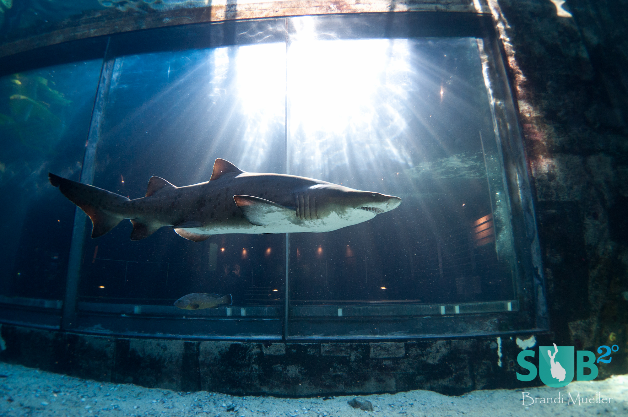 A ragged-tooth shark passes in front of the viewing area of the Predator Exhibit at Two Ocean Aquaruim.