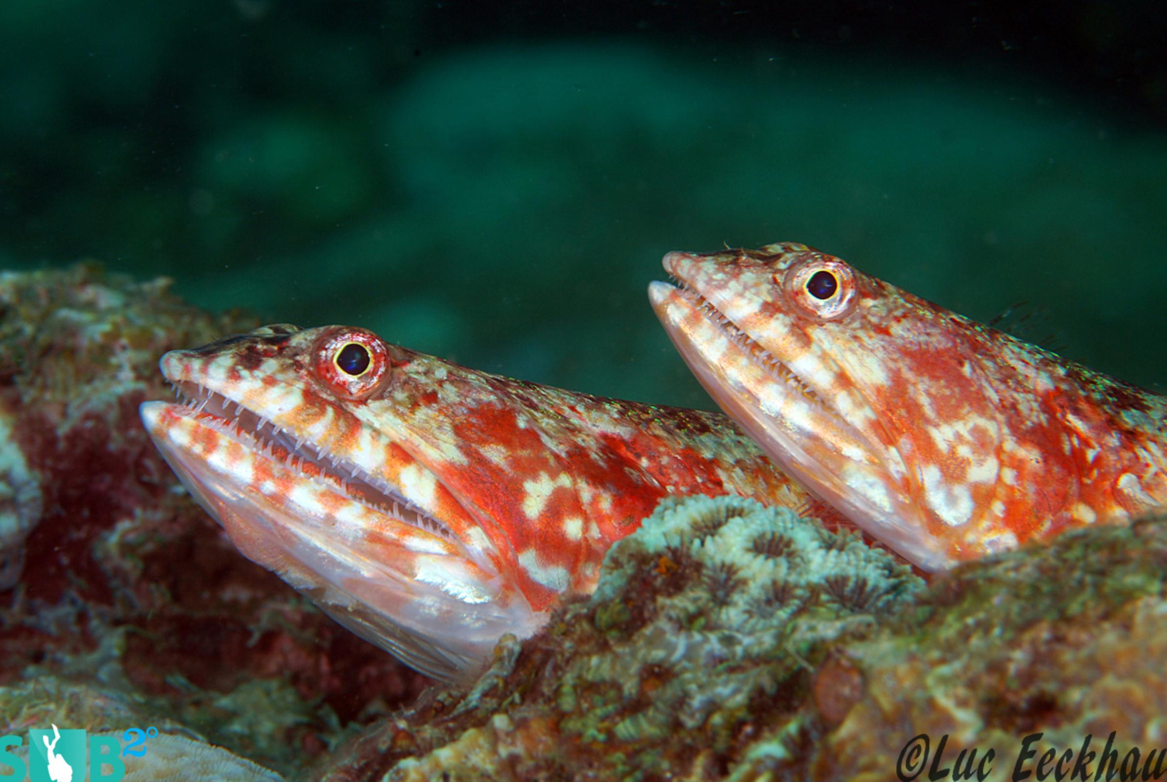 Two beautiful lizardfish resting together, just waiting for something to swim by.