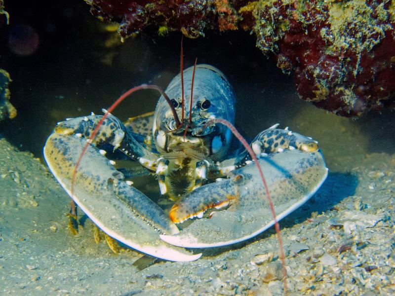 龙虾,赫瓦尔岛的特产