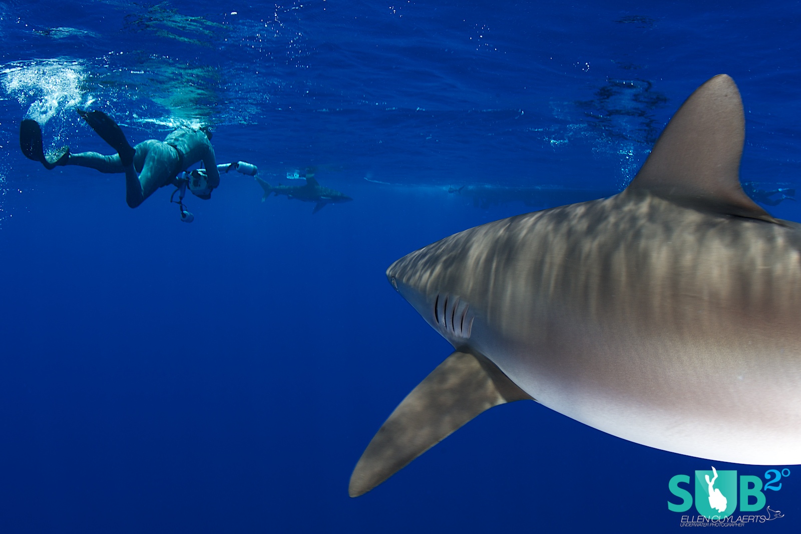 While concentrated on a shark in front of you, don't forget there are probably others around. To be aware of them at all times will keep your heart rate down.