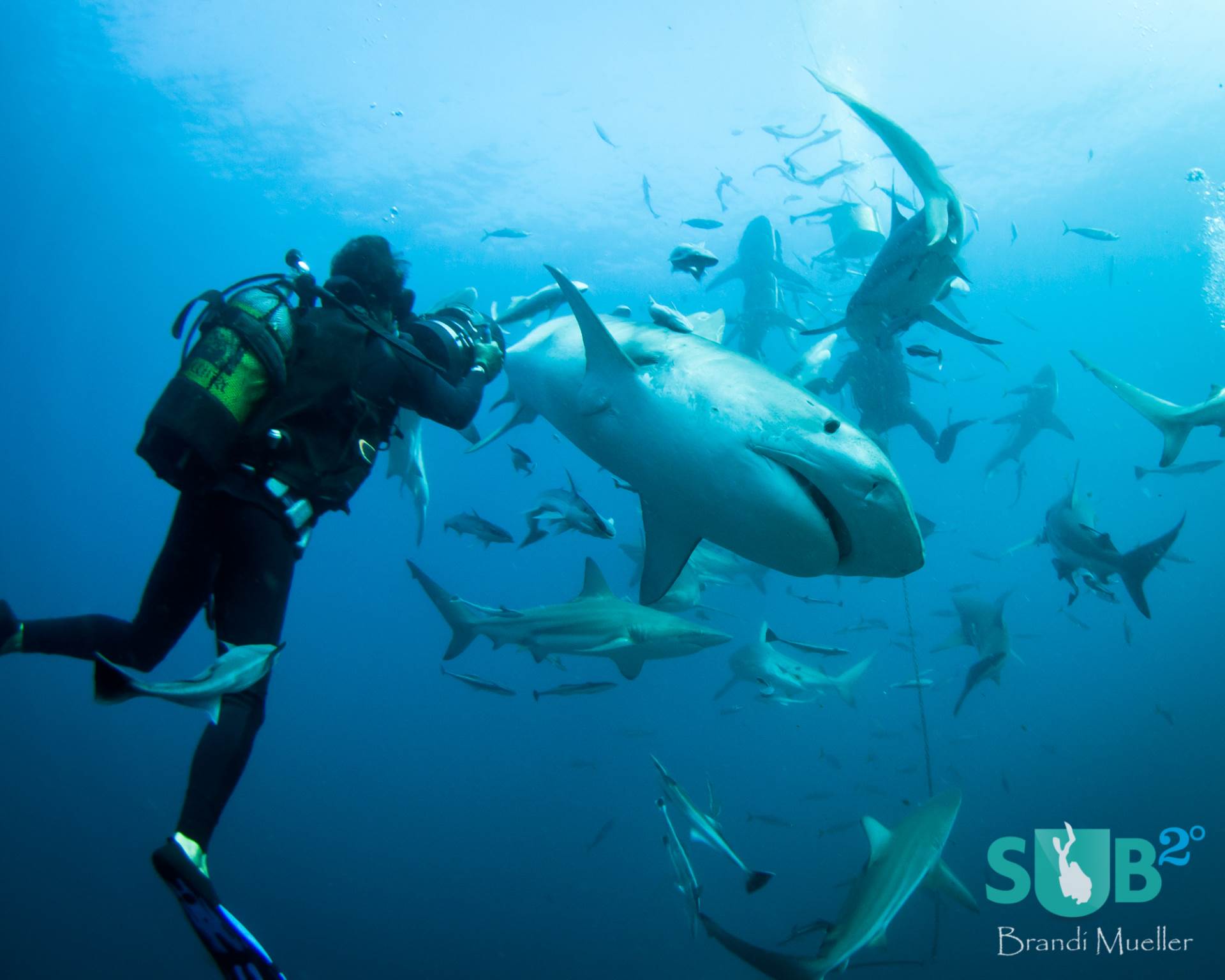 在一群黑色尖端礁鲨中，一只14英尺的雌虎鲨在小组中游泳。