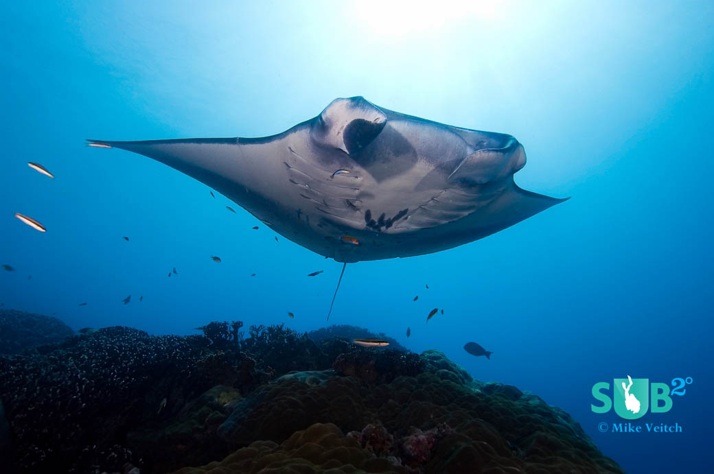 A manta ray visits a cleaning station in Yap, Micronesia.