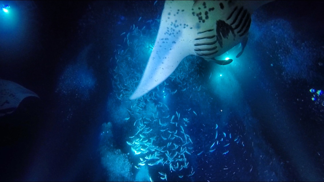 What a wonderful dive! Loved all the manta rays swooping around feeding on plankton. The plankton looked like stars in a blue ocean sky!