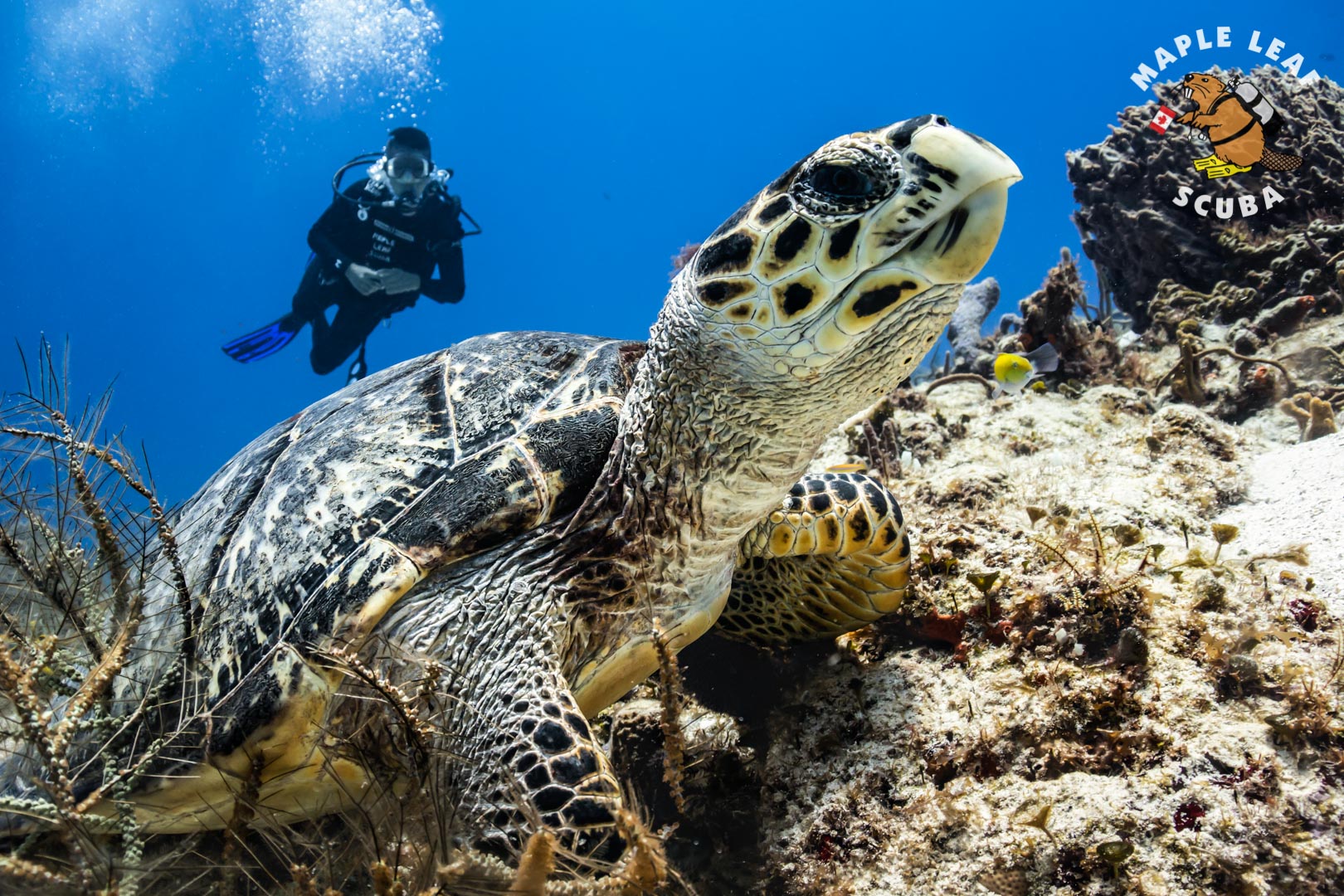 Open water student posing with a Hawksbill sea turtle during the last dive of his certification course.