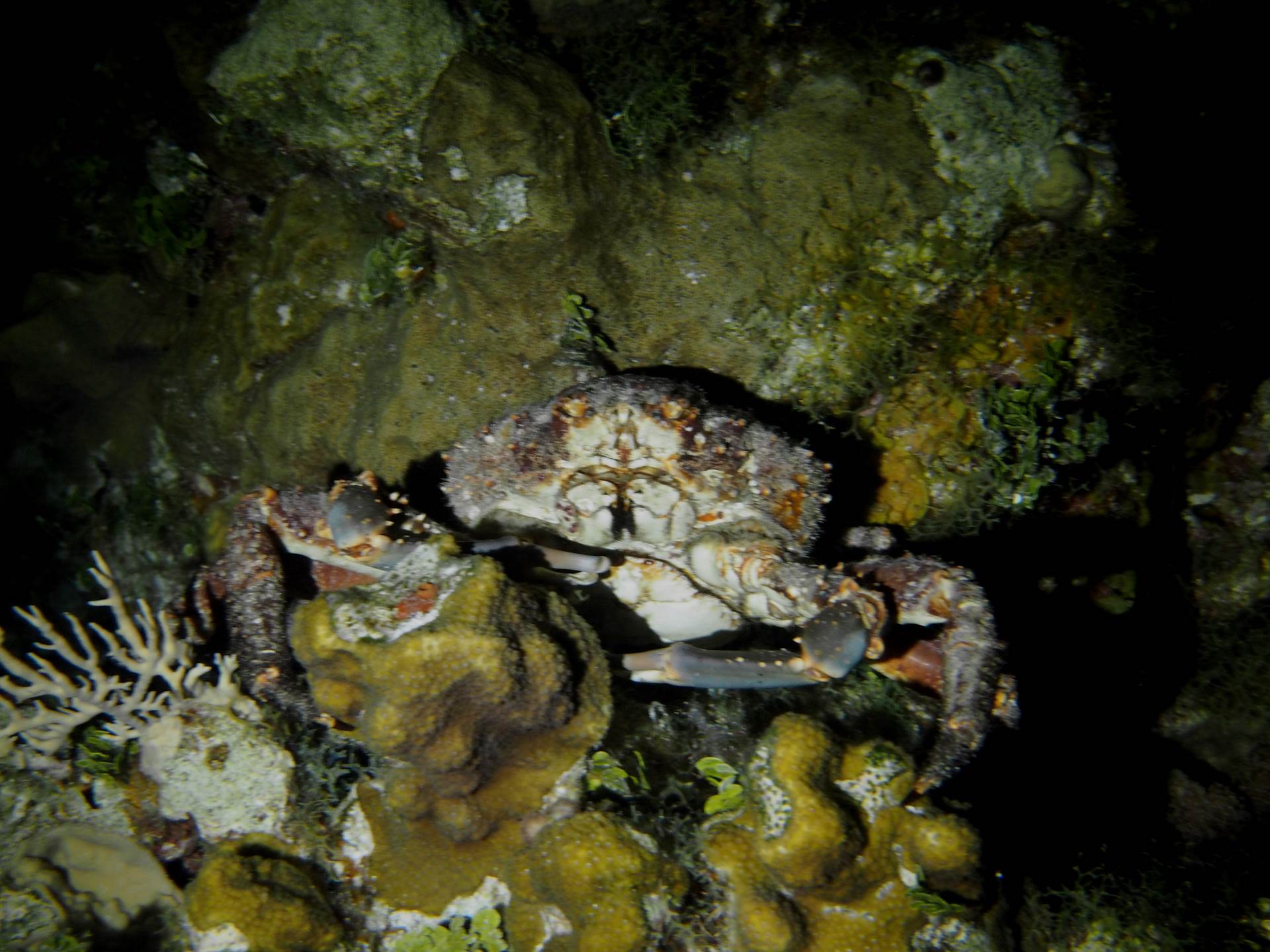 Channel Clining Crab