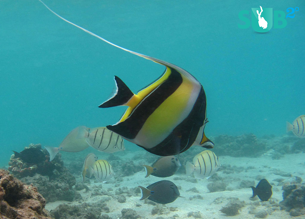 Pictured in every pet store mural, dive shop pamphlet, and underwater photographer’s portfolio, the Moorish idol (Zanclus cornutus) lives not only on coral reefs throughout the Indo-Pacific, but also in the reef of our collective conscience.