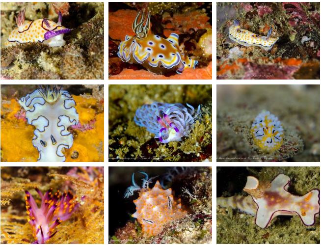 Sea slugs, Nudibranchs in Burma