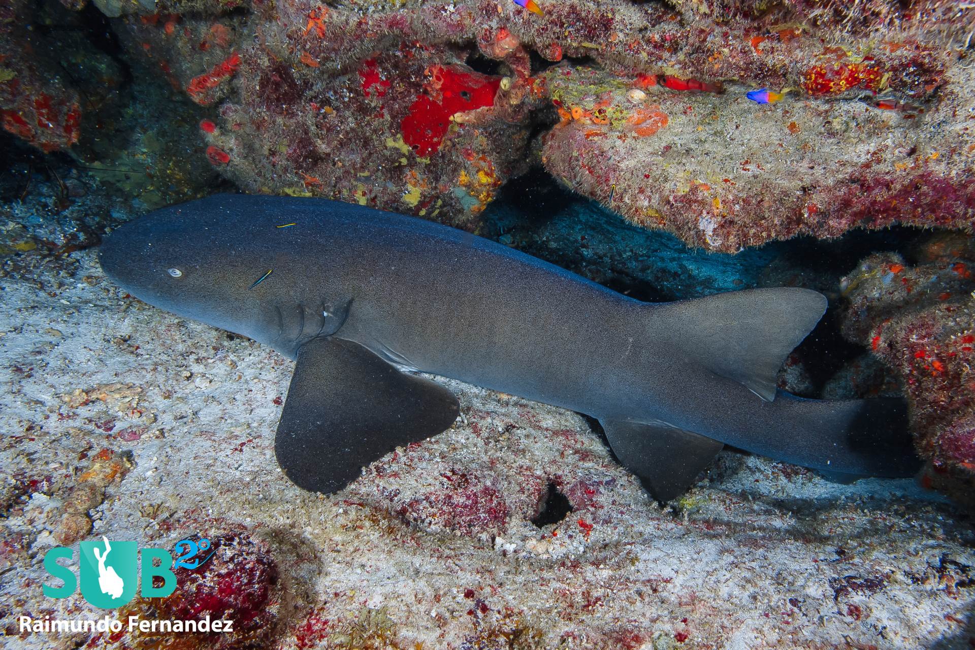在格林纳达，很常见，找到护士鲨，在残骸和珊瑚礁周围寒冷。