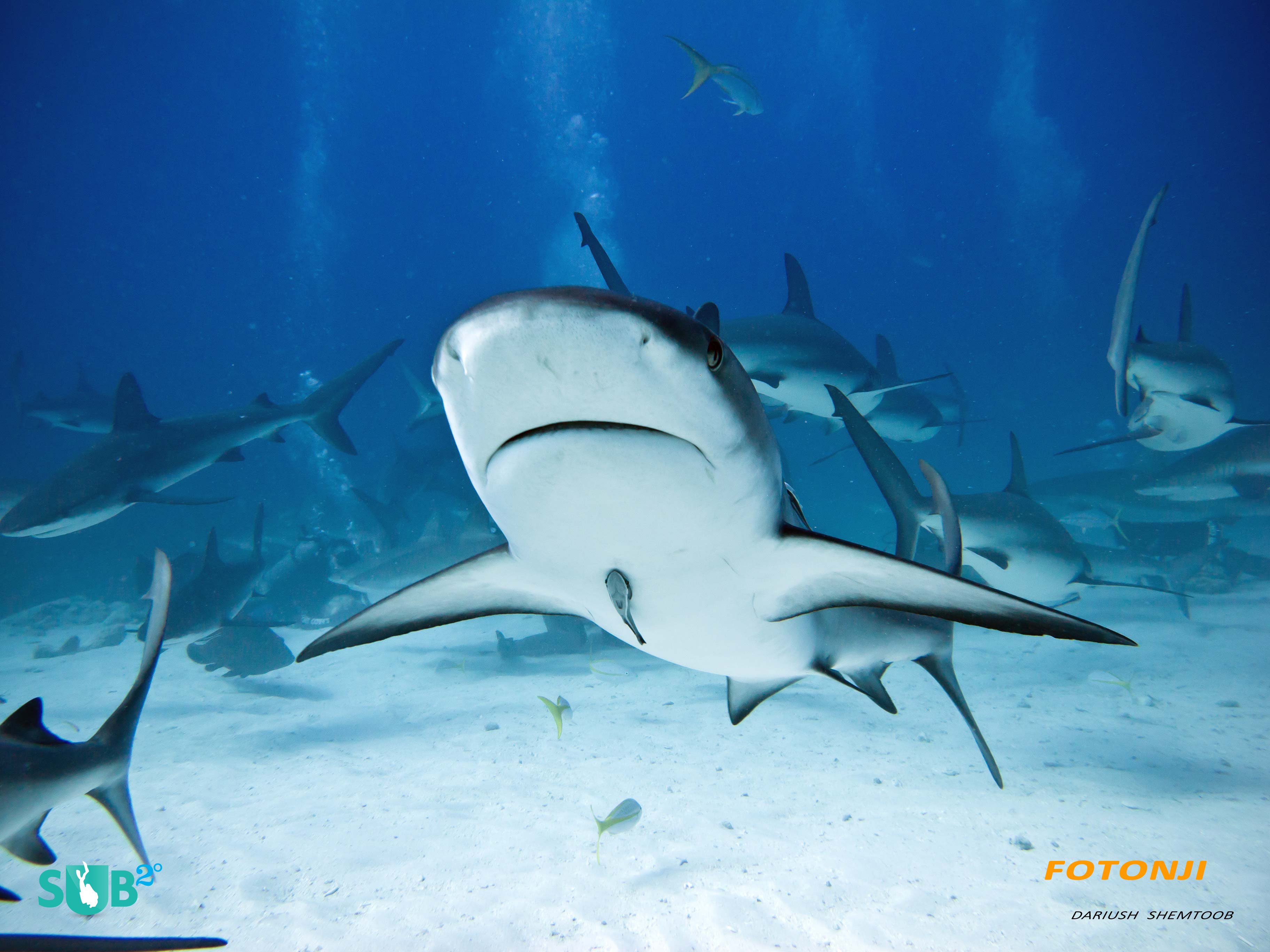 During the feeding frenzy, sharks pass overhead at great speeds.
