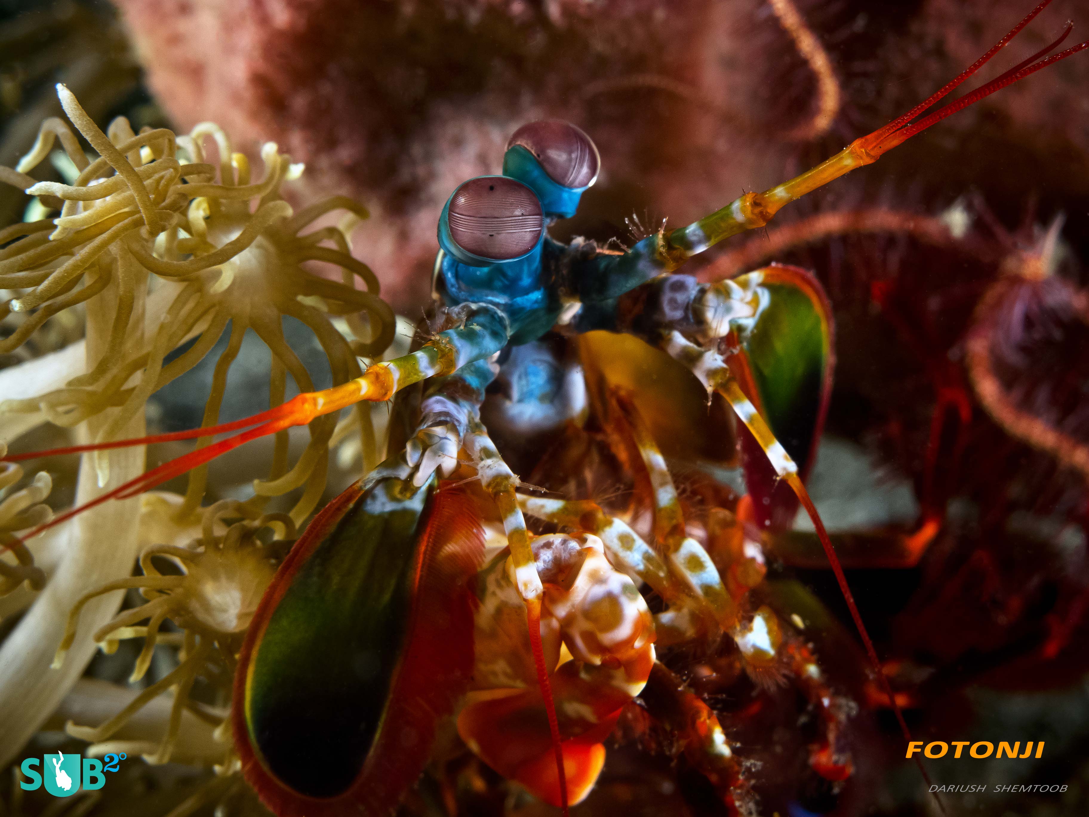 螳螂虾自豪地保持着水下最快机械运动的记录。