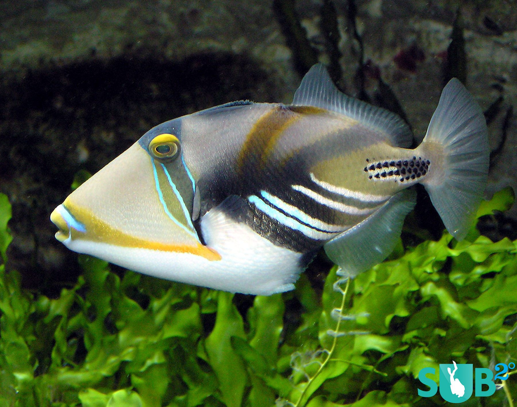 Just hearing the name Picasso Triggerfish is enough to tell you that this fish is a work of art.