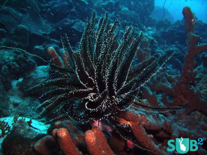 罕见的黑珊瑚