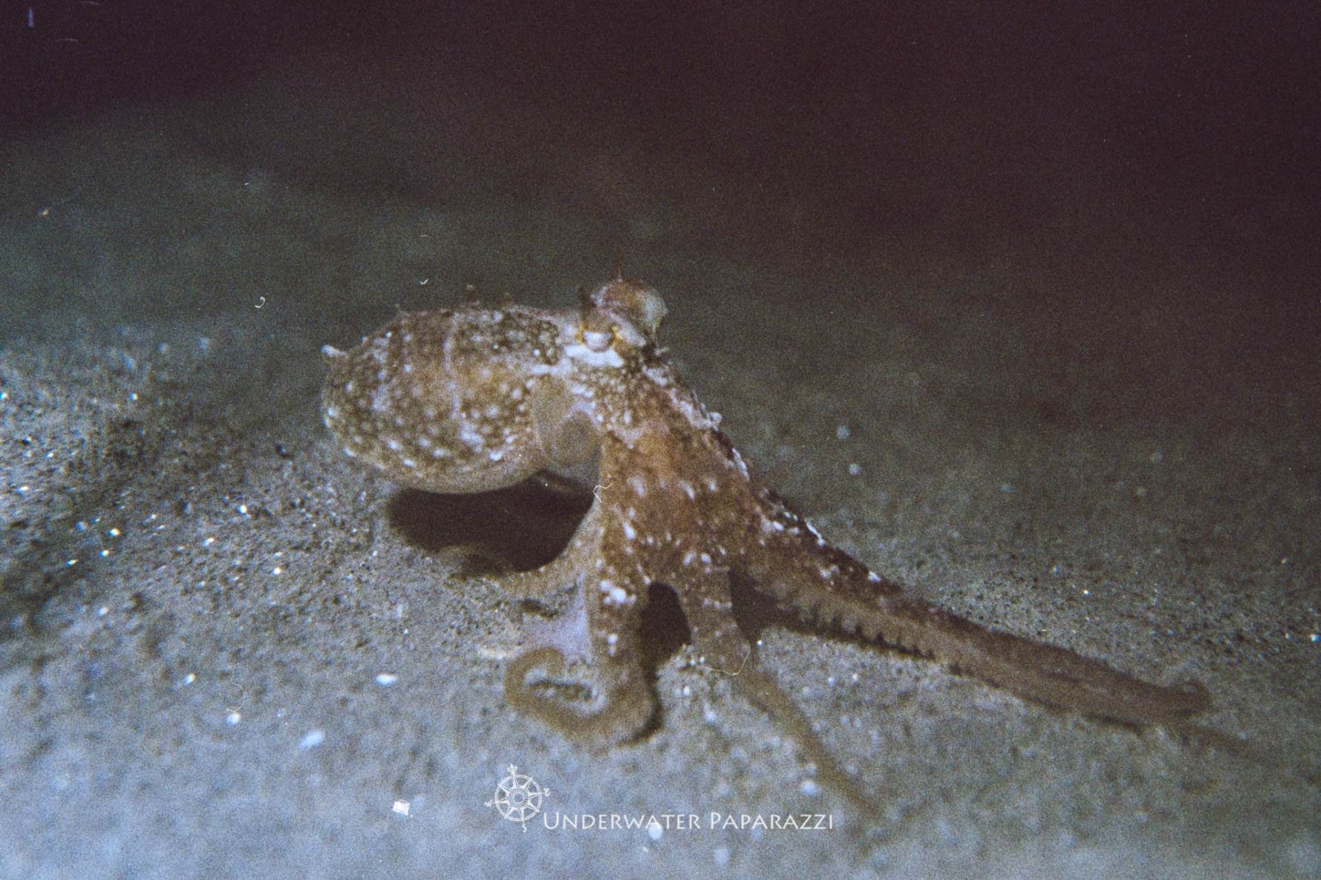 有时，我喜欢将1960年代的尼科诺斯相机带到我的地面下。当您仅限于36张照片时，这是一个挑战！在狩猎中抓住了这个红色章鱼。
