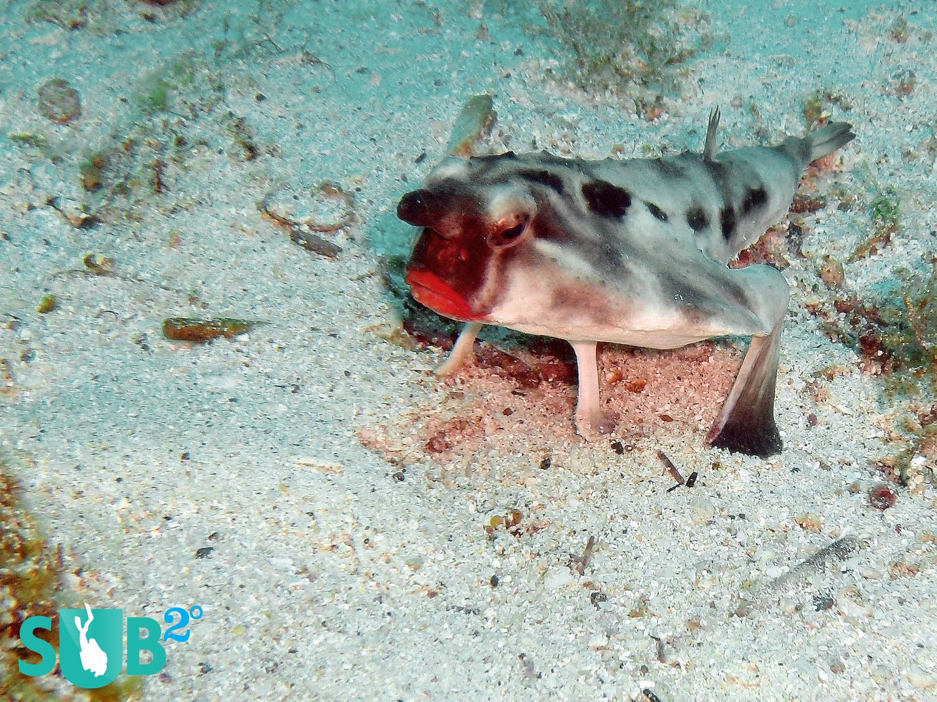 红色的蝙蝠鱼（Ogcocephalus darwini）必须是潜水员希望看到的最奇怪的鱼之一。1zplay这条鱼的眼睛在短茎和嘴巴的末端带有新鲜涂抹的唇膏的颜色，具有真正的外星体格。