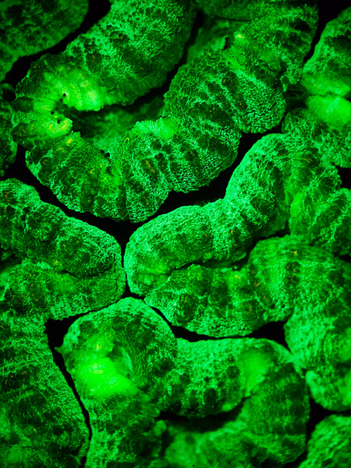 礁与荧光光艺术。使用图形结构可以成为很有创意和令人惊讶的。