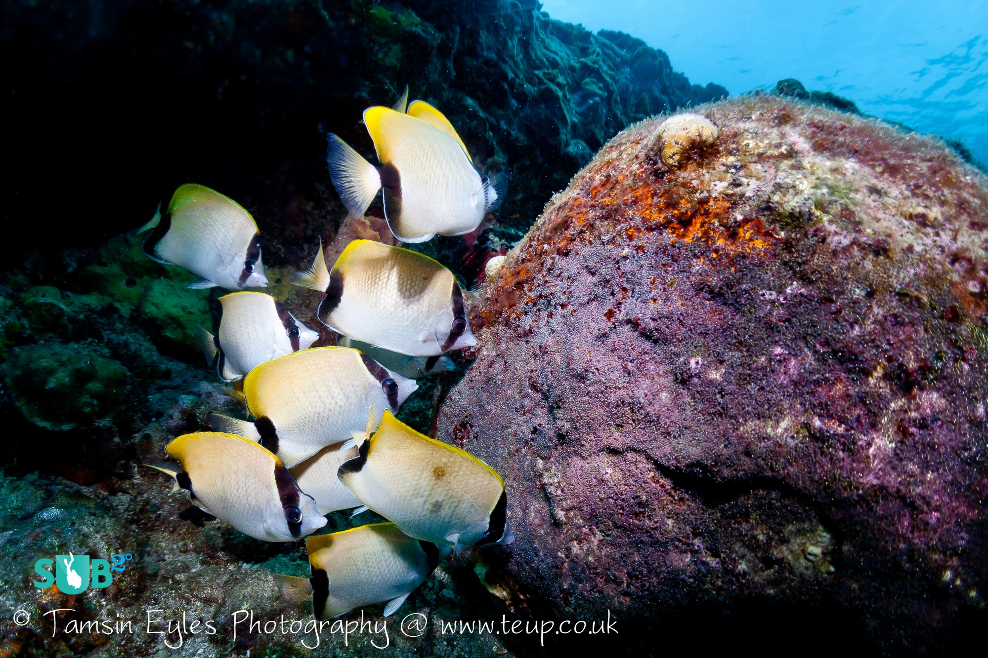 这些活跃的珊瑚礁鲽鱼被吃the sergeant major's purple eggs. Photo courtesy of Tamsin Eyles.
