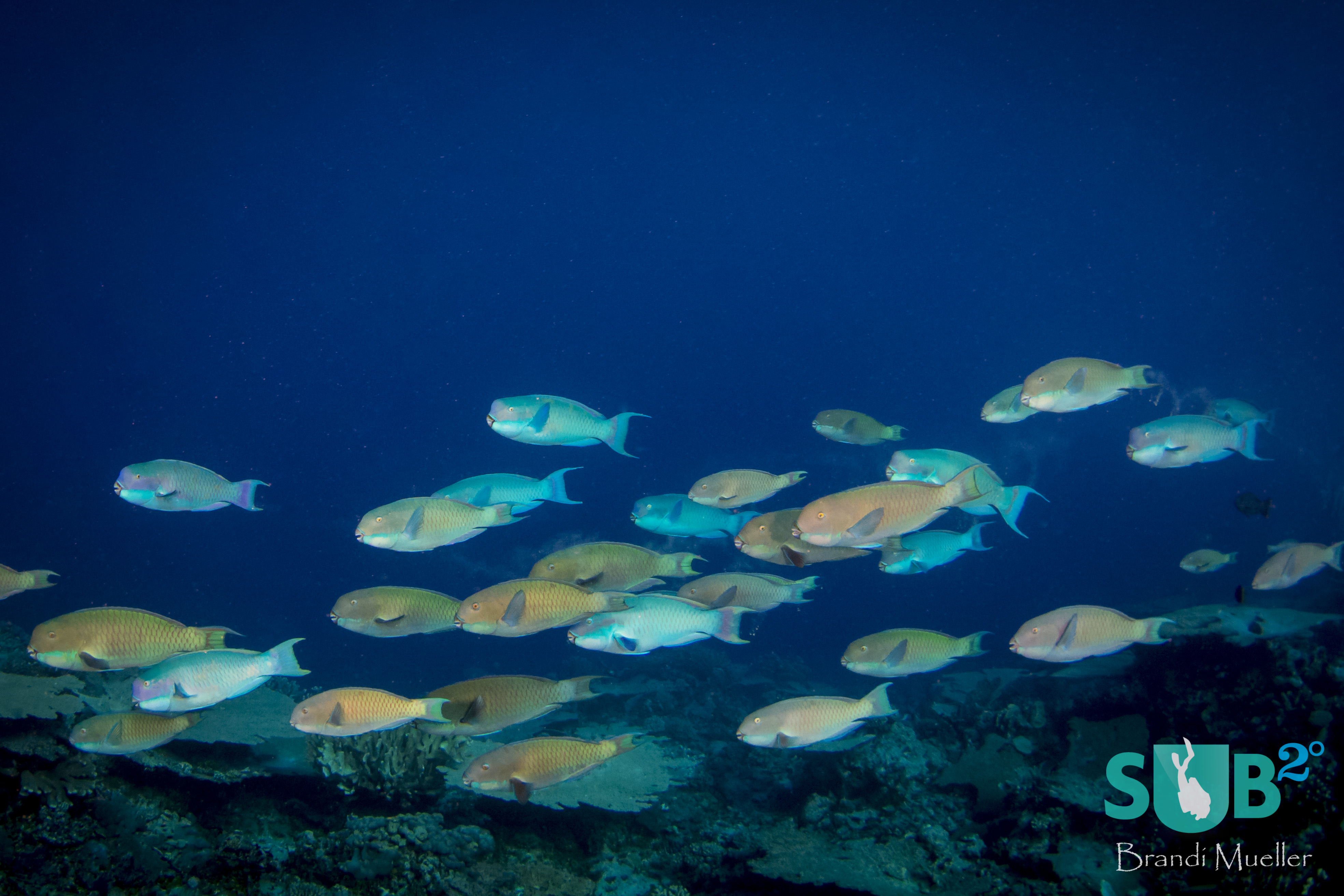 A large school of parrotfish swim over the reef, occasionally stopping to munch on some coral.