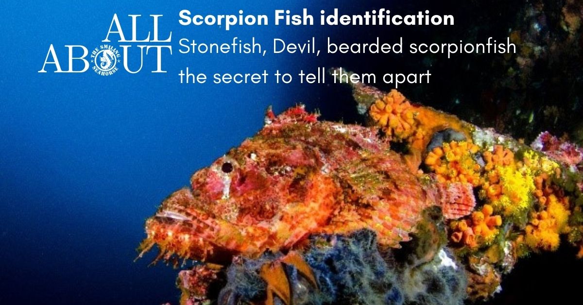 How to differentiate stonefish from its more common cousins: the Bearded Scorpionfish and Devil Scorpionfish...