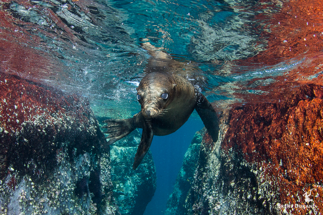 A young sea lions stares at the camera in a colorful rock channel of Los Islotes.