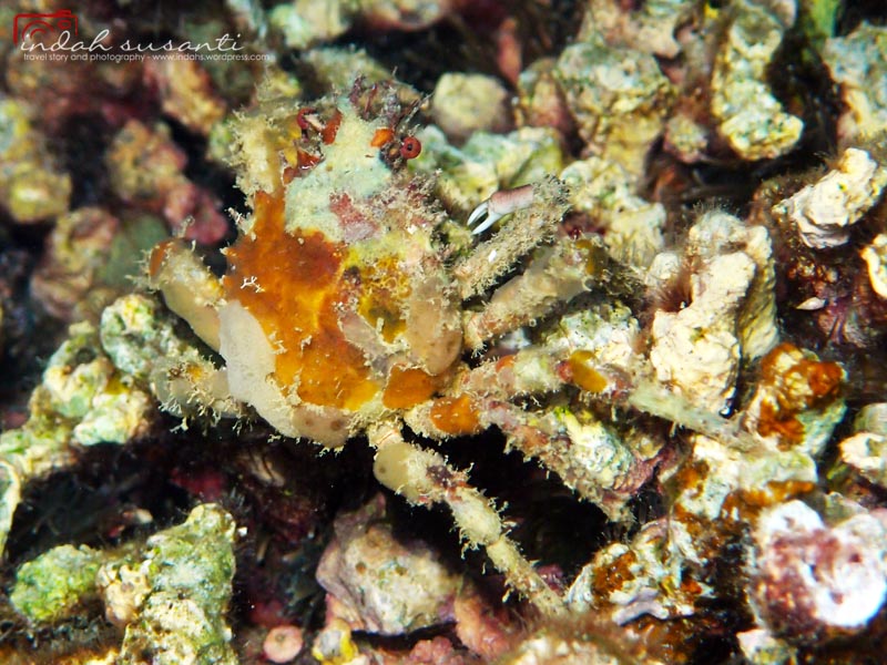 Schizophrys sp - this crab usually seen at night. It is well camouflaged :)  Also called as Sea toad spider crab