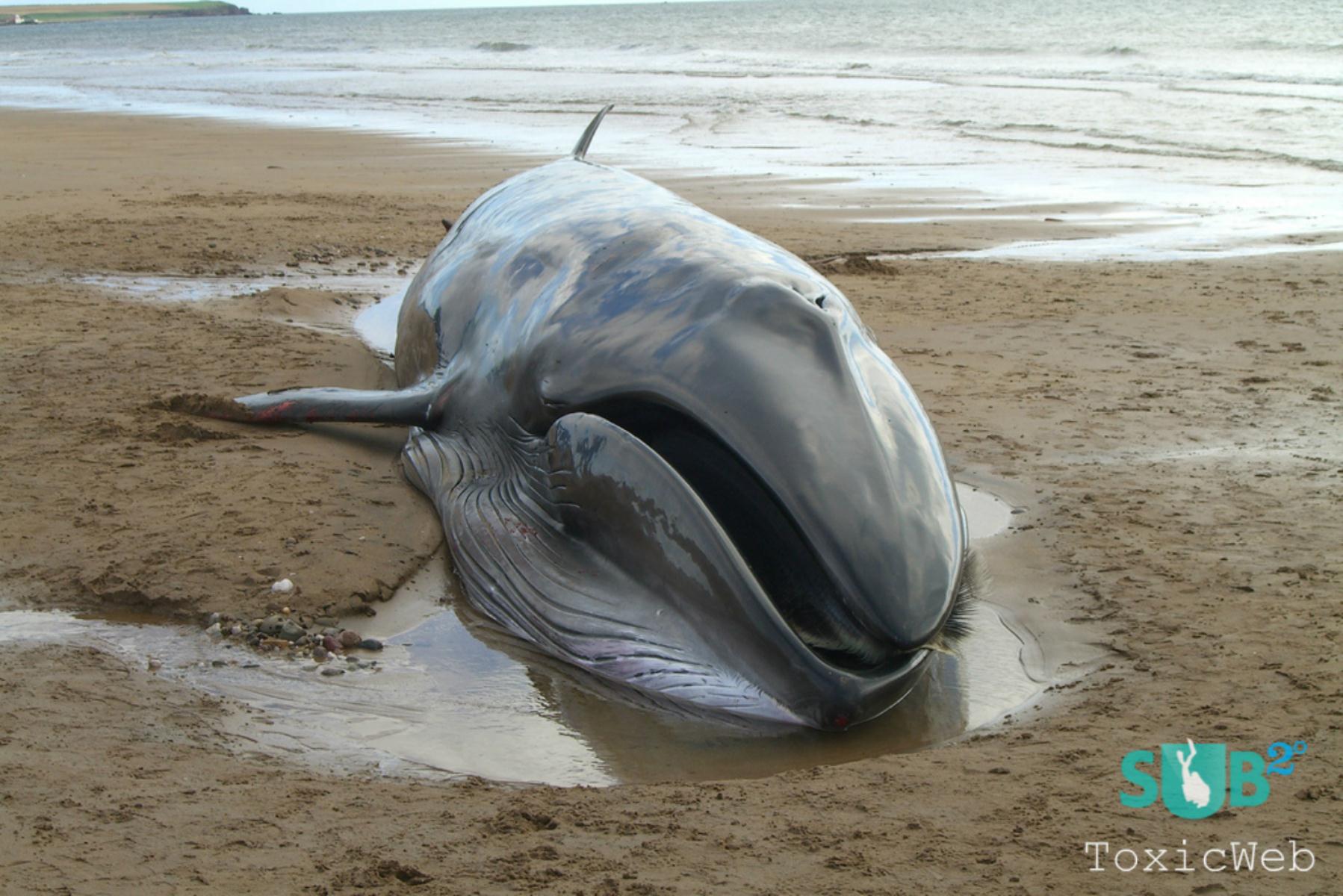 SEI鲸鱼是Baleen Whale家族的成员，被认为是“伟大的鲸鱼”或Rorquals之一。